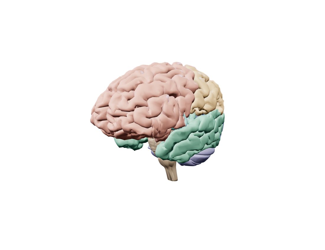 A detailed three-dimensional anatomical brain